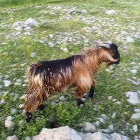 فروش تعدادی بره وکره نر