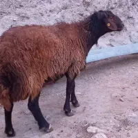 قوچ‌‌ژندار‌هترو‌‌دوقلوزا‌