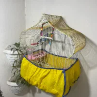 مرغ عشق
