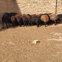 25راس شیشک  دودندان آبستن مایه داریم داره|حیوانات مزرعه|سجاس رود, |دیوار