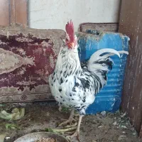 خروس گلین خوشکل وسالم