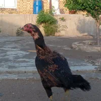 مرغ لاری