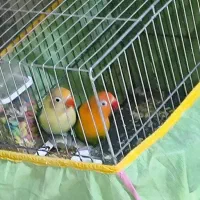 جفت برزیلی یووینگ گلد و پاربلو|پرنده|فردیس, شهرک شهید حسینی|دیوار