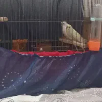 مرغ عشق پروانه ای تخم گزار|پرنده|آستارا, |دیوار