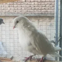 کفتر نر پرشی جنس درست|پرنده|تبریز, |دیوار