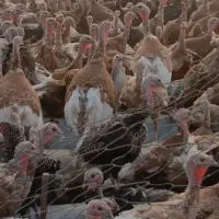 بوقلمون دونه ای ۱۸۰۰ومرغ محلی از ۳۰۰ گرفته تا ۵۰۰|حیوانات مزرعه|نقده, |دیوار