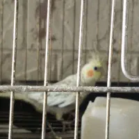 عروس هلندی لوتینو وسینامون با۲قفس ولوازم|پرنده|فردیس, فردیس|دیوار