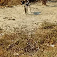 واگذاری سگ|سگ|بندر ماهشهر, |دیوار