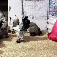 تخم نطفه دار|حیوانات مزرعه|قزوین, |دیوار