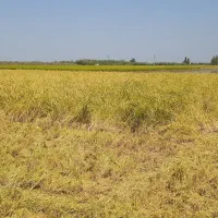 برنج درجه ۱ آس