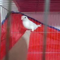 فنچ بنگالی سفید تک