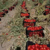 استخدام کارگرخانم کار در زمین کشاورزی (سرکارگرم)|استخدام صنعتی، فنی، مهندسی|کرمانشاه, |دیوار