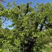 فروش باغ|فروش دفتر صنعتی، کشاورزی، تجاری|نهاوند, |دیوار