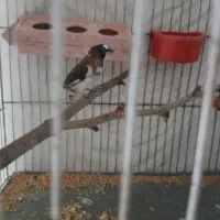 جفت فنچ بنگالی