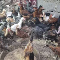 جوجه محلی