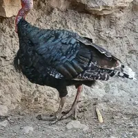 بوقلمون نر