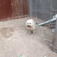 سگ پاکوتاه شیتزو