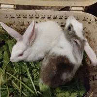 خرگوش ماده|موش و خرگوش|ری, شهرری|دیوار