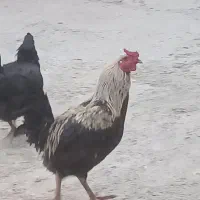 خروس|حیوانات مزرعه|بروجرد, |دیوار