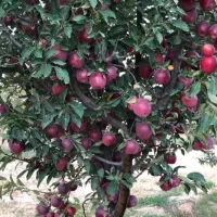به نیروی کارگرسیب چیدن نیاز دارم روزان تسویه میکنم|استخدام صنعتی، فنی، مهندسی|بروجرد, |دیوار