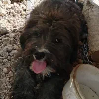 واگزاری یک جفت سگ پاپی نروماده