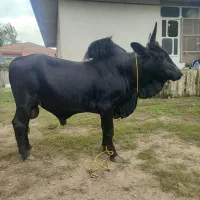 ورزا کوله چالوسی