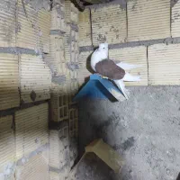 چند عدد کبوتر رنگی به شرط پرش|پرنده|بندر ماهشهر, |دیوار