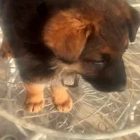 توله سگ ژرمن اصل واگذار میگردد|سگ|شهریار, اصیل آباد|دیوار