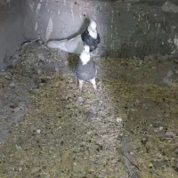 کبوتر|پرنده|پلدختر, |دیوار