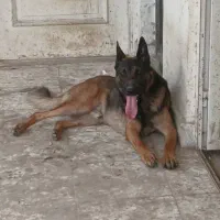 سگ نر مارینیوز