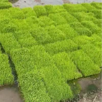 بانک نشا بذر(هاشمی)و(طارم) توم حومه خشکبیحار