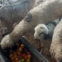فروش بزکهره دار