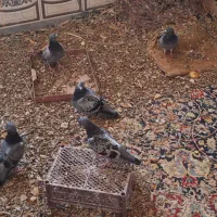 کبوتر پلاکی|پرنده|اهواز, فرهنگ شهر|دیوار