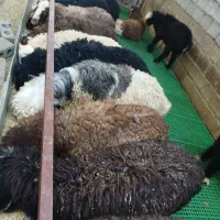 بره نر
