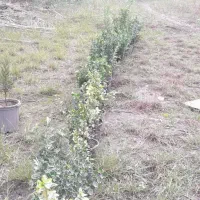 شمشاد طلایی و ابلق..سبز|گل و گیاه طبیعی|خرم‌آباد (تنکابن), |دیوار