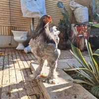 ۲ عدد خروس برهما ۶ماهه