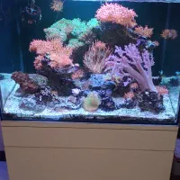 آکواریوم آب شور