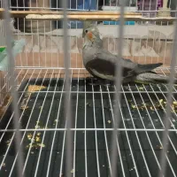 عروس هلندی|پرنده|سبزوار, هویزه|دیوار