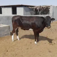 فروش گوساله ماده در لامرد