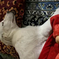 گمشده در محدوده درجزین و سنگسر|حیوانات|سمنان, |دیوار