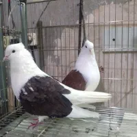 کفتر رنگی و تهرانی قزوینی خاص