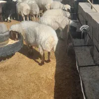 میش  آبستن