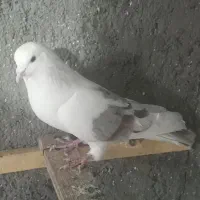 ۷طوق کبوتر|پرنده|شاهرود, |دیوار