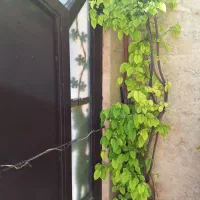 نهال‌به،  یوکا