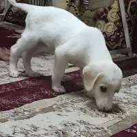 واگذاری رایگان توله سگ نر