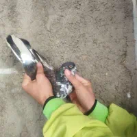 کبوتر یا کفتر