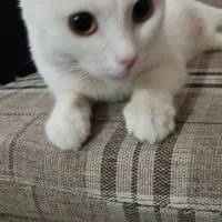 واگذاری گربه ماده