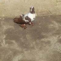 ککلی قرمزی|پرنده|اردبیل, |دیوار