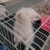 خرگوش لوپ|موش و خرگوش|اردبیل, |دیوار