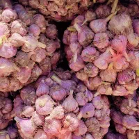 سیر محلی درشت ارگانیک